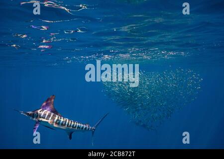 Caccia al marlin spogliato e alimentazione in un bajitball a Magdalena Bay, Baja California sur, Messico. Foto Stock