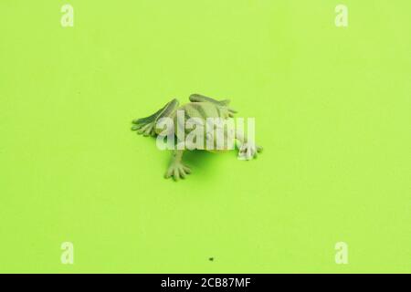 Primo piano di una miniatura giocattolo di rana di plastica su un superficie verde Foto Stock