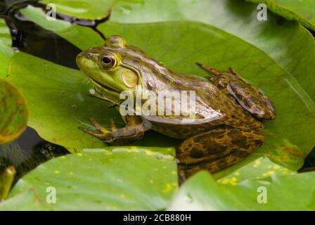 Bullfrog (Lithobates catesbeianus) seduta su giglio, laghetto d'acqua dolce, e USA, di Skip Moody/Dembinsky Photo Assoc Foto Stock