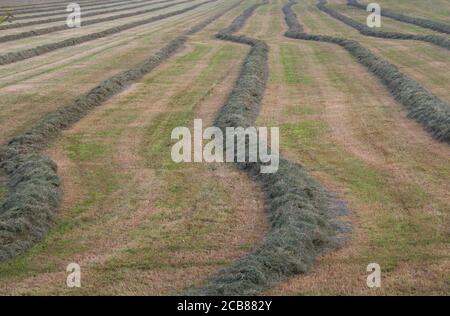 Erba con erba muta rastrellata per haymaking Foto Stock