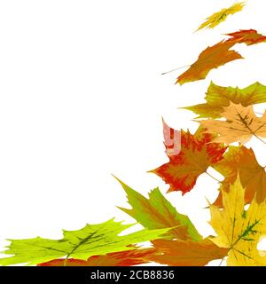 Foglie d'acero colorate che cadono su sfondo bianco Foto Stock