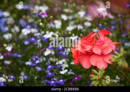 Salmone geranio rosa fiore con lobelia sullo sfondo Foto Stock