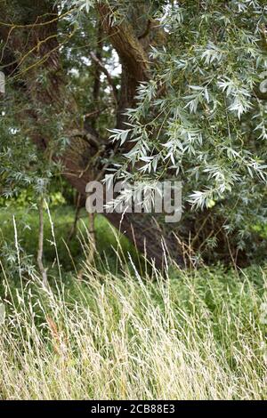 Vecchio salice a Norfolk, Inghilterra Regno Unito Foto Stock