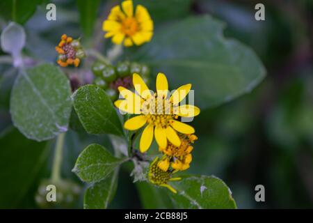 Fiori gialli da un giardino in una sessione di primavera Foto Stock