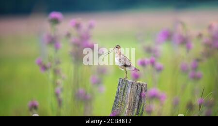 Il comune Snipe Gallinago gallinago alla ricerca di cibo nel prato e vola e si siede su pali di legno, la foto migliore Foto Stock