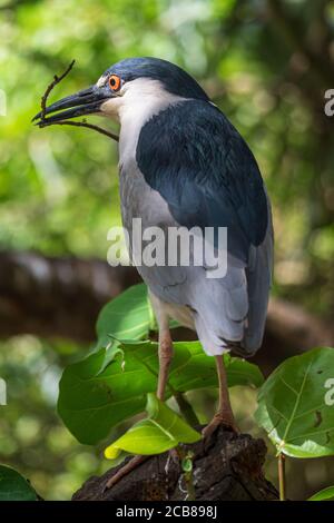 Nycticorax (Nycticorax nycticorax) che tiene un ramoscello per la costruzione del nido - DAVIE, Florida, USA Foto Stock