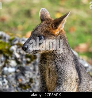 Swamp Wallaby, Wallabia bicolor, è uno dei più piccoli canguri. Questo wallaby è anche comunemente noto come il nero wallaby Foto Stock