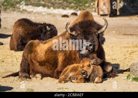 I bisonti americani o semplicemente bison, anche comunemente noto come il bufalo americano o semplicemente di Buffalo, è un North American specie di bisonti che una volta in roaming Foto Stock