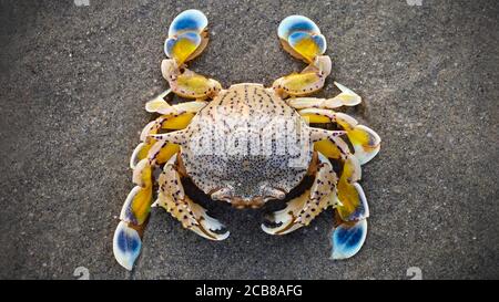 granchio giallo e blu sulla sabbia. questo robusto crostacei ha una solida conchiglia e forti artigli per difendersi. macro fotografia vista dall'alto. Foto Stock