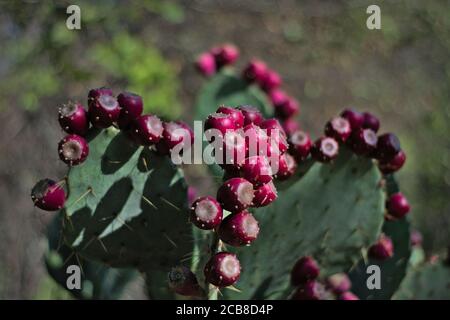 Fruttare prickly pera cactus primo piano di frutti viola con fuori fuoco sfondo primo piano nel deserto del Texas. Foto Stock