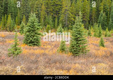 Conifere e betulla nana in autunno, Peter Loughheed Provincial Park, Alberta, Canada Foto Stock