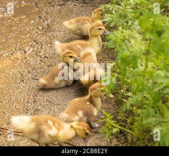 Polli d'anatra moscovy seduti sotto l'erba Foto Stock