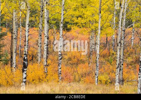 Autunno aspens e betulla nana, Kananaskis Country, Alberta, Canada Foto Stock