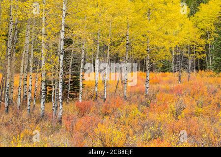 Autunno aspens e betulla nana, Kananaskis Country, Alberta, Canada Foto Stock