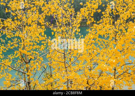 Autunno aspens vicino a Two Jack Lake, Banff National Park, Alberta, Canada Foto Stock