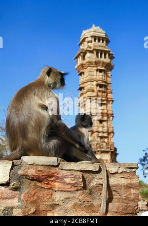 India trave e luoghi di interesse. Rajasthan. Famosa torre Cittorgarh e la famiglia delle scimmie Foto Stock