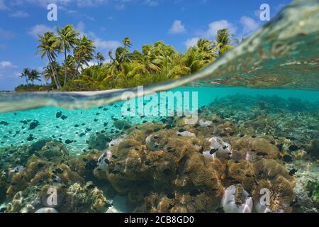 Mare tropicale, molti anemoni di mare con pesci sott'acqua e palme da cocco sulla riva, vista divisa, Polinesia francese, oceano Pacifico, Oceania Foto Stock