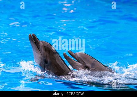 Due delfini giocano in piscina. Delfinario Foto Stock