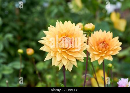 Dahlia fiore chiamato Dahlia Sylvia, cresciuto in un giardino Foto Stock