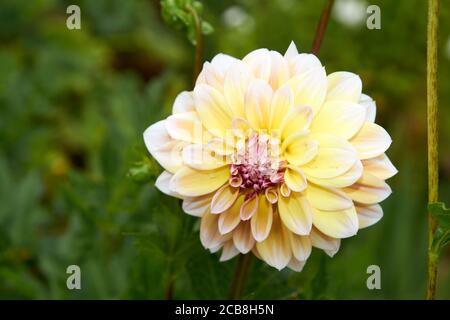 Dahlia fiore chiamato Dahlia Sylvia, cresciuto in un giardino Foto Stock