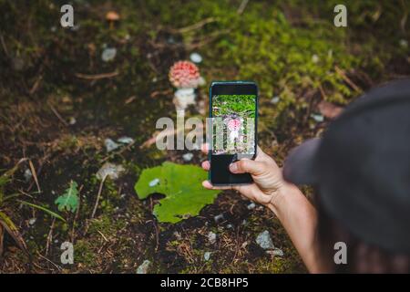 donna scattando foto al telefono di fungo in foresta Foto Stock