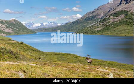 Caribou (Rangifer tarandus) lungo la riva del lago Landmark Gap in Alaska interna. Foto Stock