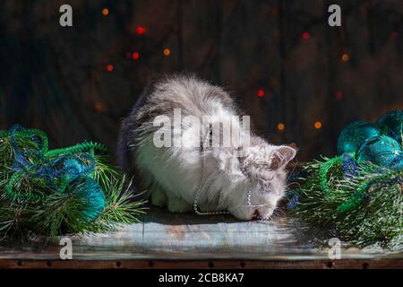 Kitty giocando con i giocattoli di Natale. Gatto sotto un albero di Natale. Buona festa con i giocattoli di Natale Foto Stock