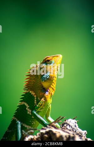 Primo piano di una lucertola arancione e verde isolata. Ella, Sri Lanka. Giungla sfocata sullo sfondo Foto Stock