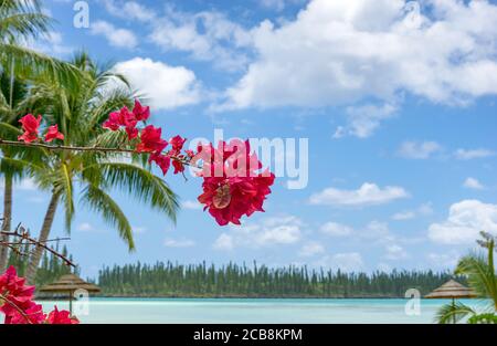 isola paradiso tropicale con fiori rosa bougainvillea, isola di pini, nuova caledonia Foto Stock