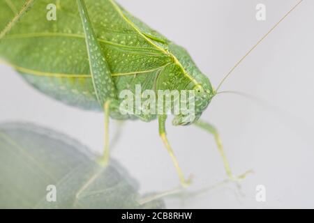 Un macro shot di un Katydid, noto anche come un bug foglia, che ha un camuffamento a forma di foglia. Il bug è nella famiglia di grasshopper e cricket. Foto Stock