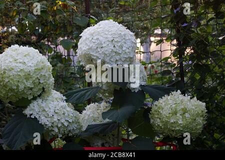 Hydrangea arborescens incredibile o forte Annabelle bianco un corymb. Idrangea arborescens, idrangea liscia, idrangea selvatica, o sevenbark Foto Stock