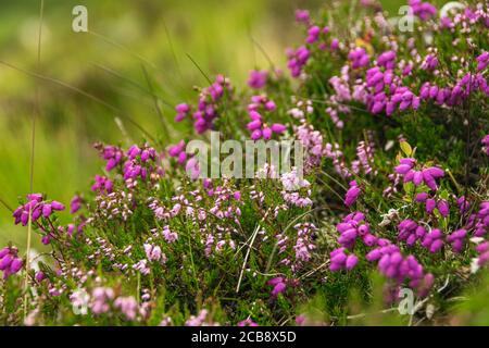 Erica scozzese in piena fioritura, che rende un piacevole, sfocato sfondo naturale. Foto Stock