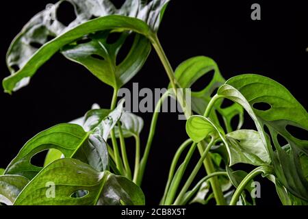 Primo piano su foglie verdi fenestrate di un caseificio svizzero (monstera adansonii) su sfondo scuro. Splendido dettaglio di piante domestiche tropicali. Foto Stock