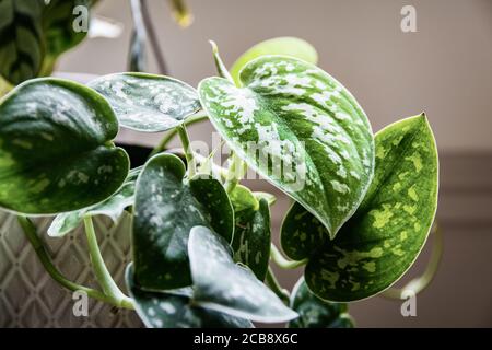 Satin pothos (scindapsus pictus) pianta domestica in una pentola bianca su un davanzale della finestra. Viti di una pianta domestica attraente con blottches argentei sulle foglie. Foto Stock