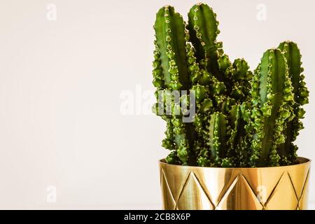 Cereus peruvianus 'Paolina' cactus in una piantatrice di ottone. Primo piano su una pianta esotica e alla moda. Foto Stock