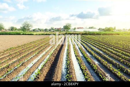 La piantagione di giovani piantine di melanzane è innaffiato attraverso canali di irrigazione. Cura per piante, alimentando food.water crescente sistema di approvvigionamento, coltivazione in arido Foto Stock