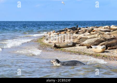 North Norfolk ospita la più grande colonia di foche in Inghilterra. Le foche grigie si stendono sulle onde le foche comuni sulla spiaggia in attesa del loro cibo per scendere. Foto Stock