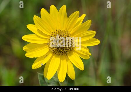 Ashy, girasole Helianthus mollis Foto Stock