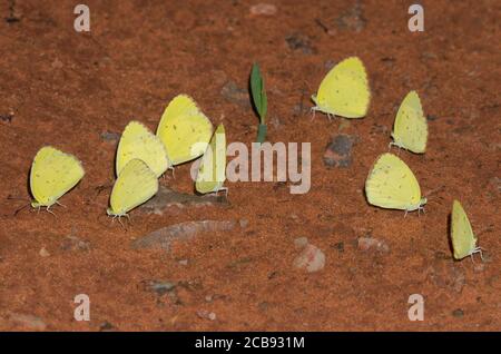 Yellow piccoli, Pirisitia lisa, fango-puddling Foto Stock