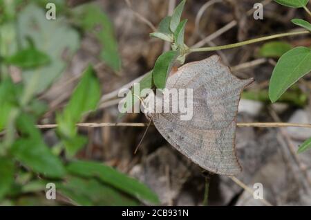 Goatweed Leafwing, Anaea andria, ovipositing femminile su Prairie Tea, Croton monantogynus Foto Stock