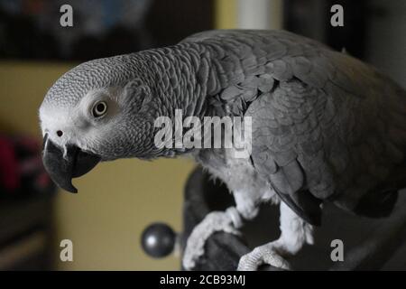 Un pappagallo grigio africano all'interno di una Casa arroccata sulla cima Della sua gabbia Foto Stock