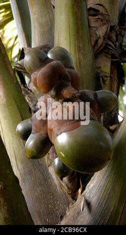 Colpo verticale di lodoiceas, noci di mare Foto Stock