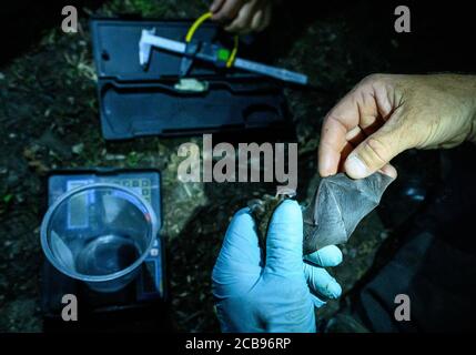 28 luglio 2020, Hessen, Mörfelden: La pelle di volo di un bat di Bechstein è in fase di esame. Per circa 20 anni, i biologi stanno studiando regolarmente come la popolazione di pipistrelli si sviluppa in un'area forestale vicino a Mörfelden-Walldorf. (Zu dpa serie estiva 'Night shift' 'ricercatore Bat: Lavorare di notte nella foresta arricchisce l'ambiente di vita' di Andrea Löbbecke) Foto: Andreas Arnold/dpa Foto Stock