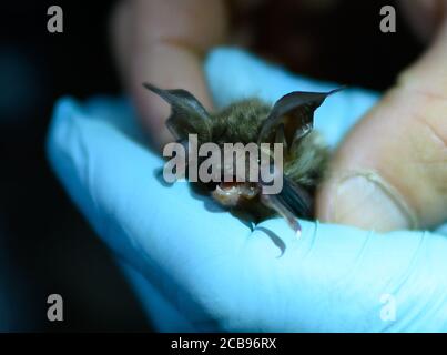 28 luglio 2020, Hessen, Mörfelden: Durante l'esame si svolge un pipistrello di Bechstein. Per circa 20 anni, i biologi stanno studiando regolarmente come la popolazione di pipistrelli si è sviluppata in un'area forestale vicino a Mörfelden-Walldorf. (Zu dpa serie estiva 'Night shift' 'ricercatore Bat: Lavorare di notte nella foresta arricchisce l'ambiente di vita' di Andrea Löbbecke) Foto: Andreas Arnold/dpa Foto Stock