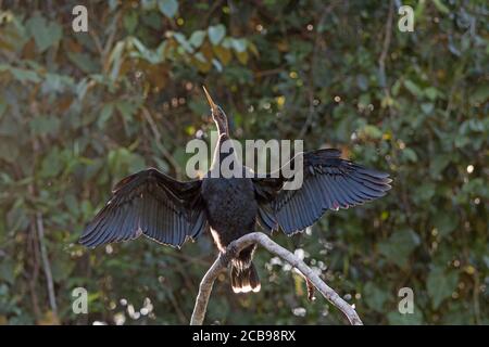 Anhinga asciugando le sue ali nel Parco Nazionale di Tortuguero in Costa Rica Foto Stock