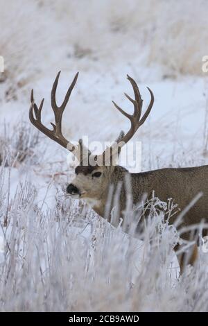 Il mulo Odocoileus hemionus è un cervo indigeno del Nord America occidentale; è chiamato per le sue orecchie, che sono grandi come quelle del mulo Foto Stock