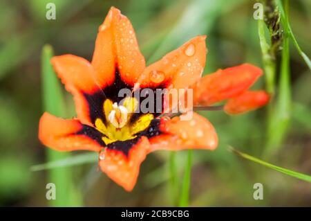 Sparaxis tricolore ricoperto di gocce di pioggia. Foto Stock