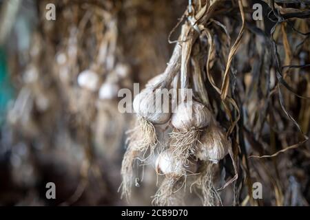 Immagine full frame in luce naturale di grappoli di aglio appesi ad asciugare in fienile con spazio di copia. Foto Stock