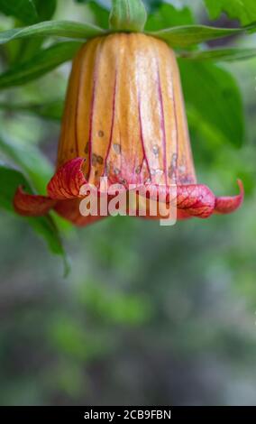 Immagine in primo piano verticale di un vecchio fiore rosso arancio appeso capovolto Foto Stock