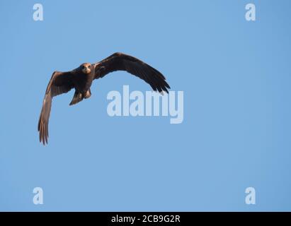 Primo piano giovane palude occidentale harrier Circus aeruginosus che vola contro cielo azzurro chiaro, vista frontale Foto Stock